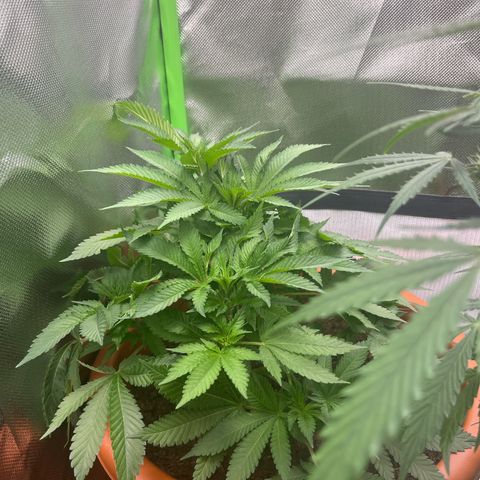 Sensi purple kush growlog timeline photo