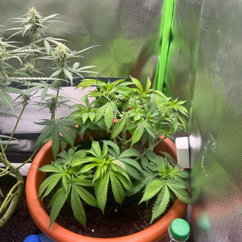 Sensi purple kush growlog timeline photo