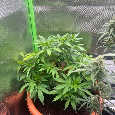 Sensi purple kush growlog timeline photo