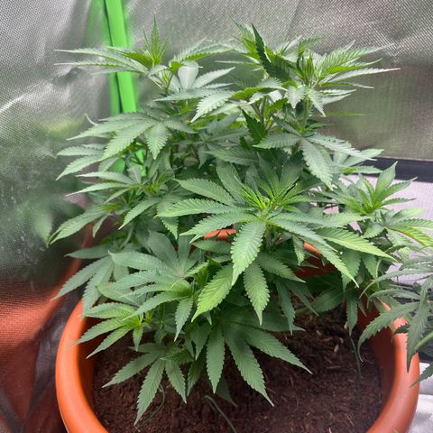Sensi purple kush growlog timeline photo