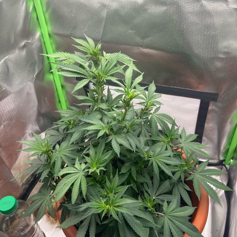 Sensi purple kush growlog timeline photo