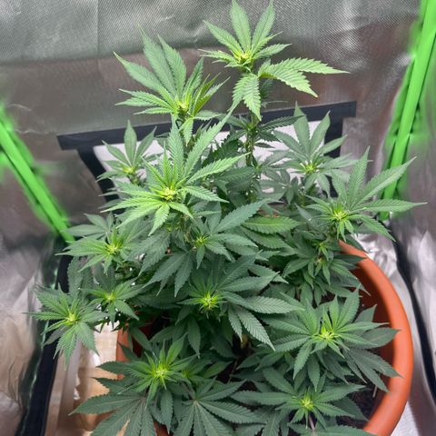 Sensi purple kush growlog timeline photo