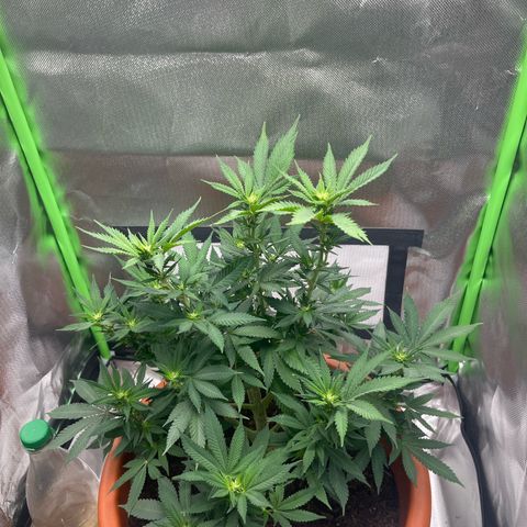 Sensi purple kush growlog timeline photo