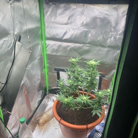 Sensi purple kush growlog photo: New led 85w on the side to help my 200w
For the low buds 