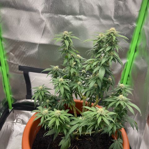 Sensi purple kush growlog photo: 1 week without watering 