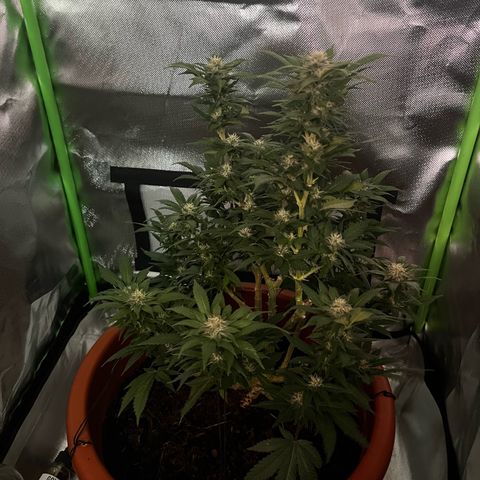 Sensi purple kush growlog photo: Good night 