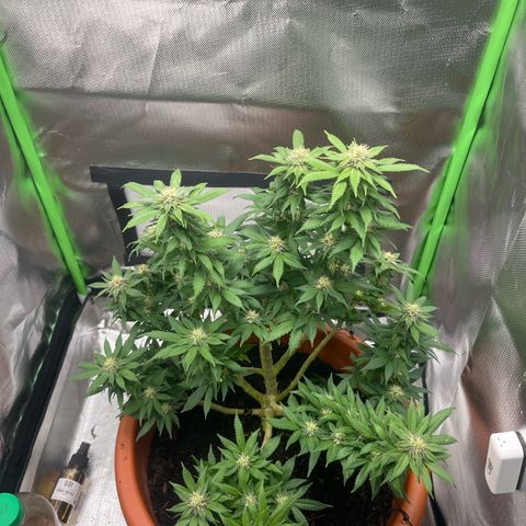 Sensi purple kush growlog timeline photo