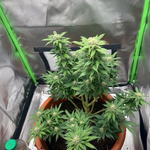 Sensi purple kush growlog photo: Week 5 
