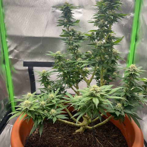 Sensi purple kush growlog timeline photo