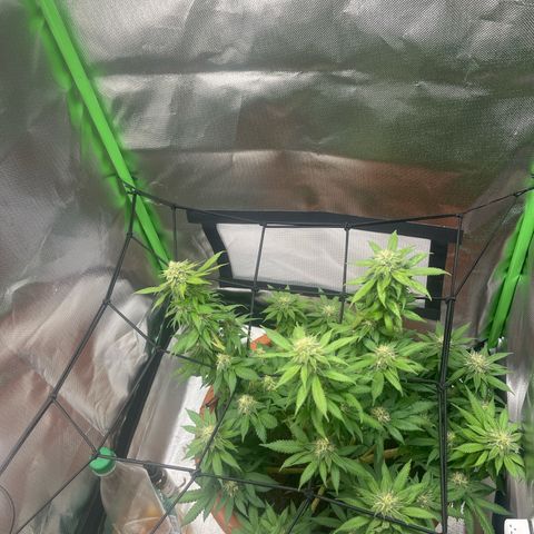 Sensi purple kush growlog timeline photo