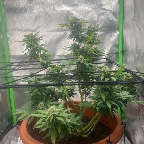 Sensi purple kush growlog timeline photo