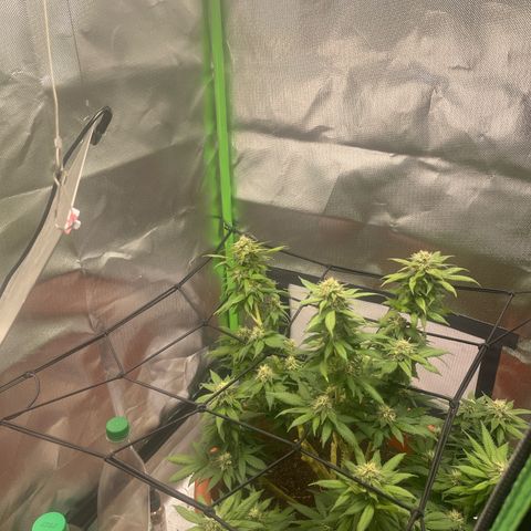 Sensi purple kush growlog timeline photo