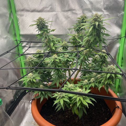 Sensi purple kush growlog timeline photo