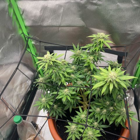 Sensi purple kush growlog timeline photo