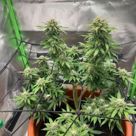 Sensi purple kush growlog timeline photo