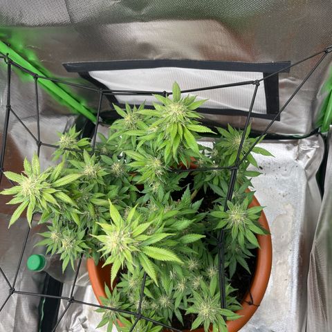 Sensi purple kush growlog timeline photo