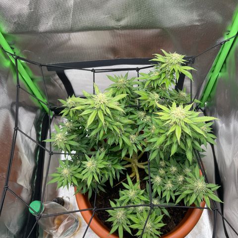 Sensi purple kush growlog timeline photo