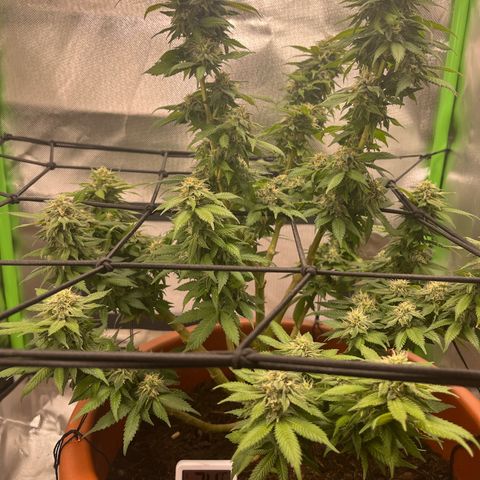 Sensi purple kush growlog timeline photo