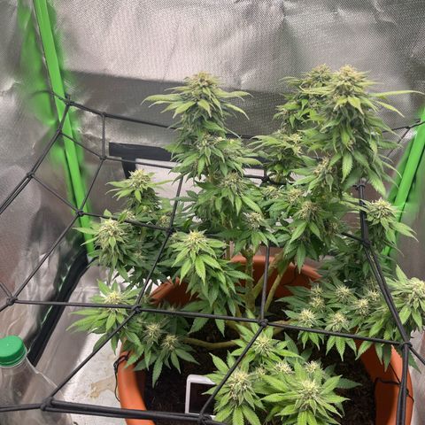 Sensi purple kush growlog timeline photo