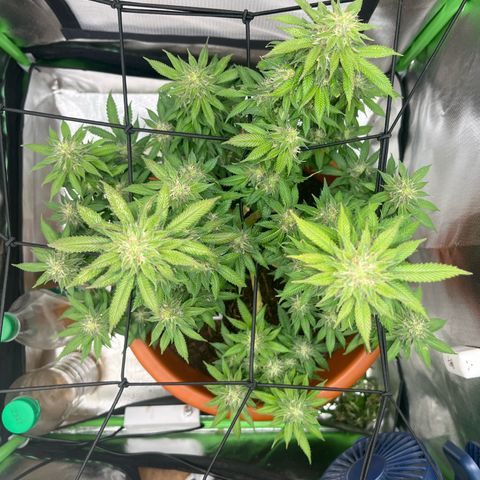 Sensi purple kush growlog timeline photo