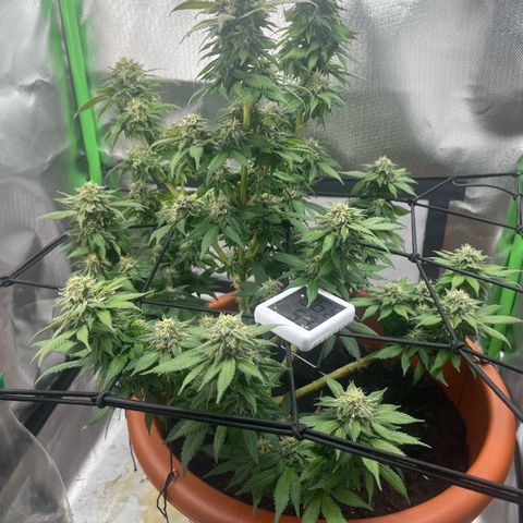 Sensi purple kush growlog timeline photo