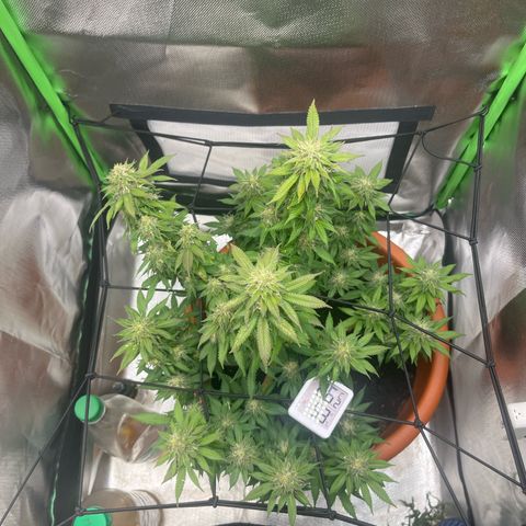 Sensi purple kush growlog timeline photo