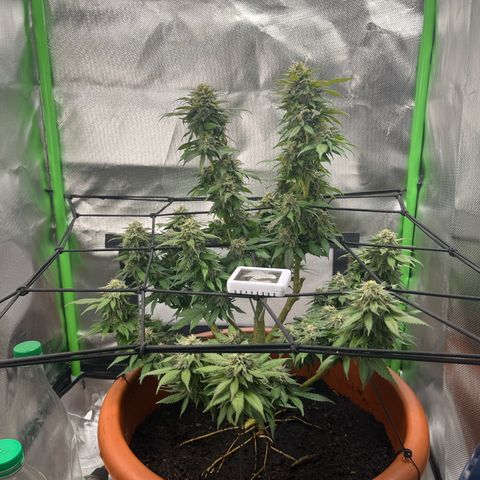 Sensi purple kush growlog photo: The leafs started to Turn into purple. 
