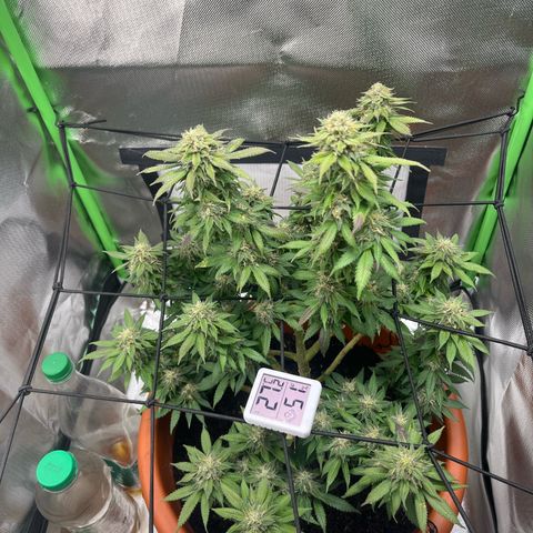 Sensi purple kush growlog photo: The leafs started to Turn into purple. 
