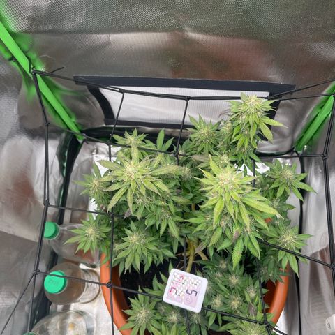 Sensi purple kush growlog photo: The leafs started to Turn into purple. 
