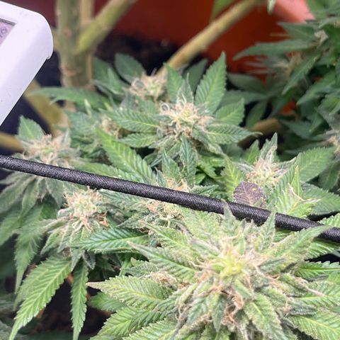 Sensi purple kush growlog photo: 💨💨🚀