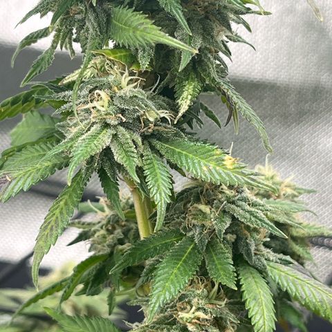 Sensi purple kush growlog photo: 💨💨🚀