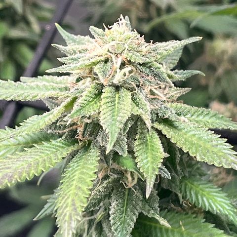 Sensi purple kush growlog photo: 💨💨🚀