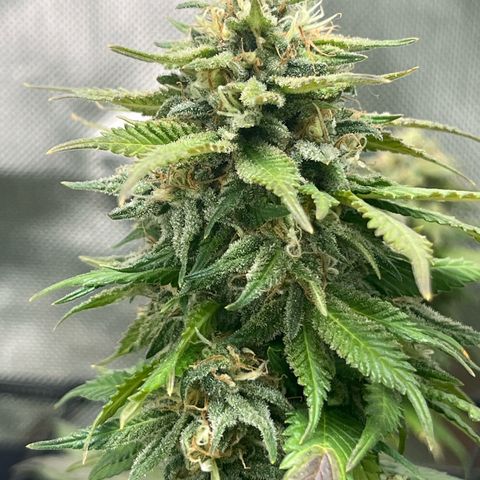 Sensi purple kush growlog photo: 💨💨🚀