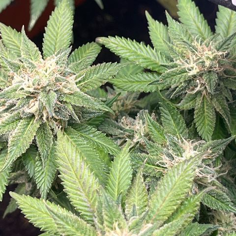 Sensi purple kush growlog photo: 💨💨🚀