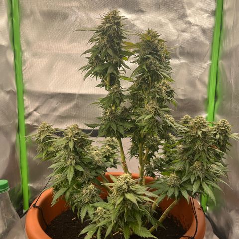 Sensi purple kush growlog timeline photo