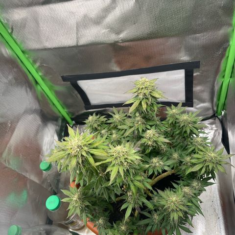 Sensi purple kush growlog timeline photo