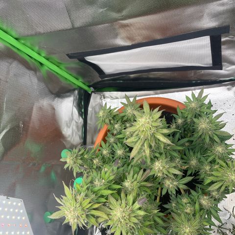 Sensi purple kush growlog timeline photo