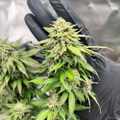 Sensi purple kush growlog timeline photo
