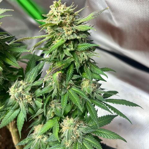 Sensi purple kush growlog timeline photo