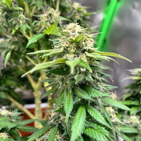 Sensi purple kush growlog timeline photo