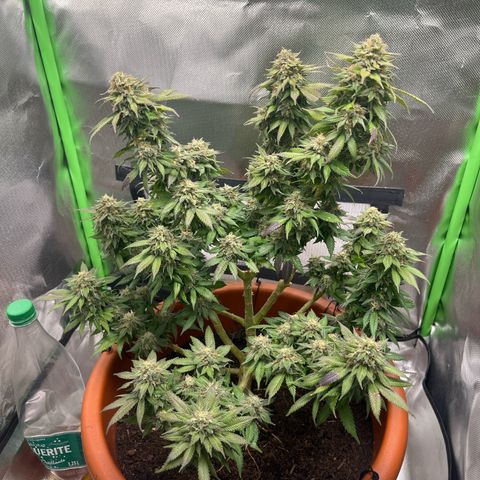 Sensi purple kush growlog timeline photo