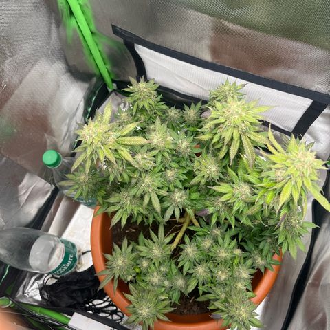 Sensi purple kush growlog timeline photo