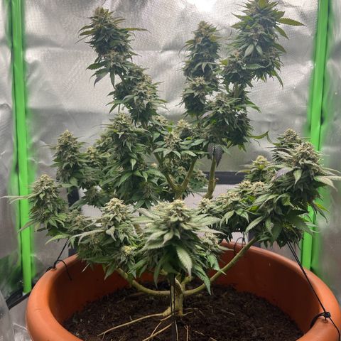 Sensi purple kush growlog timeline photo