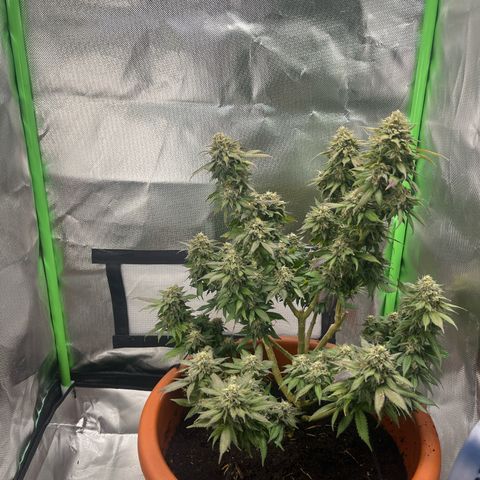 Sensi purple kush growlog timeline photo