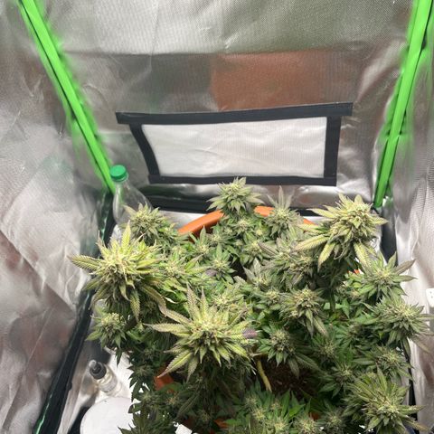 Sensi purple kush growlog timeline photo