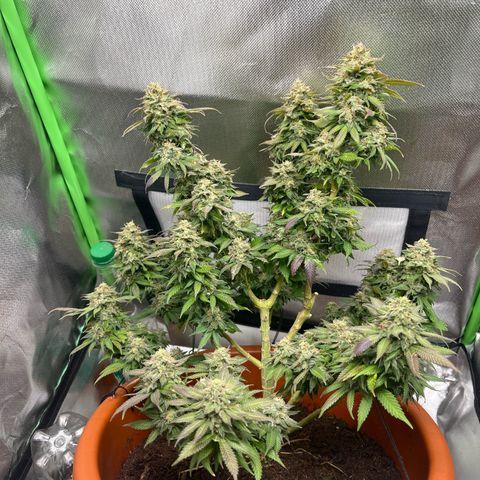 Sensi purple kush growlog timeline photo