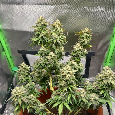 Sensi purple kush growlog timeline photo