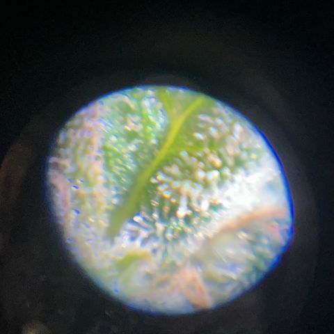 Sensi purple kush growlog photo: Hard to take a pic, but all the buds are cloudy, end of the week will be good 70% White 20~30% brown 