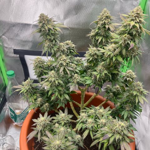 Sensi purple kush growlog timeline photo