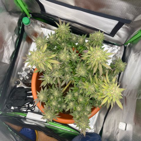 Sensi purple kush growlog timeline photo